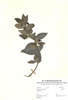 藏品(刺果衛矛)的圖片